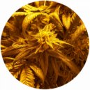 Chad Dubz - Iggys Castle (Original Mix)