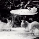 Glass Isle - Echolocation (Interlude)