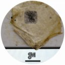 eMMplekz - No Show (Live In Whitechapel 2012)