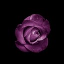 Mariko Tone - Wishes