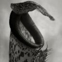 Yard One, Nacieae - Nepenthes (Original Mix)