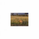 Mindfulness Healing BGM Project - Object & Bgm (Original Mix)