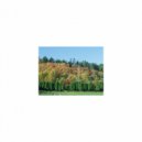 Mindfulness Healing BGM Project - Wegner & Joy