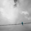 Fixon - Instante Rutilante