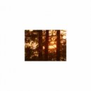 Mindfulness Healing Bgm Project - Money & Attraction