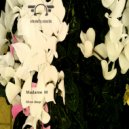 Madame M - Pistaches