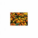 Mindfulness Healing Bgm Project - Expression & Attraction (Original Mix)