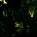 Cold Water - Plant The Forest