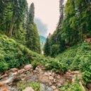 Mossveil - Daylight Reverie