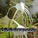 Condromusic - Biolatrapcon ()